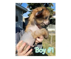 9 weeks old Chinese Crested puppies for sale