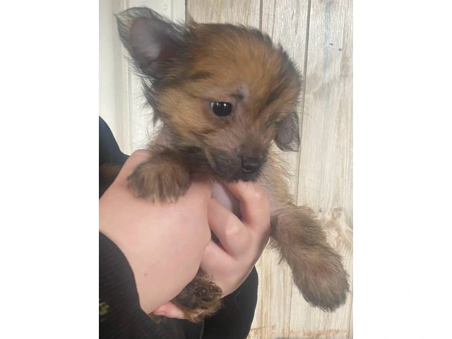 9 weeks old Chinese Crested puppies for sale - 2/12