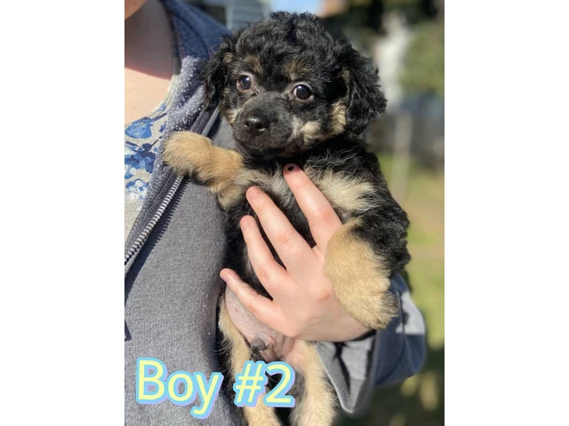9 weeks old Chinese Crested puppies for sale - 4/12