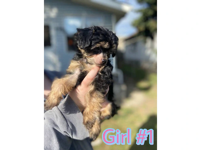 9 weeks old Chinese Crested puppies for sale - 9/12