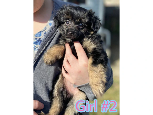 9 weeks old Chinese Crested puppies for sale - 10/12