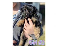 9 weeks old Chinese Crested puppies for sale - 10