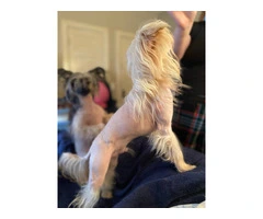 9 weeks old Chinese Crested puppies for sale - 11