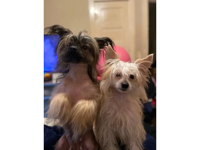 9 weeks old Chinese Crested puppies for sale - 12/12