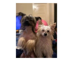 9 weeks old Chinese Crested puppies for sale - 12