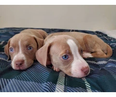 Pit bull puppies with stunning blue eyes