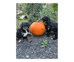 4 Standard Bernedoodle puppies for sale - 1
