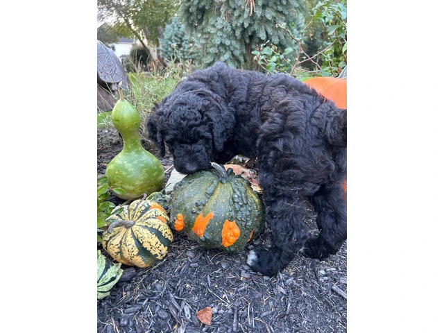 4 Standard Bernedoodle puppies for sale - 2/4