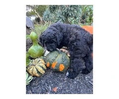 4 Standard Bernedoodle puppies for sale - 2