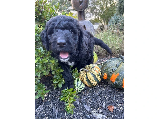 4 Standard Bernedoodle puppies for sale - 3/4