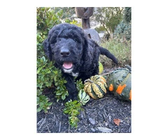4 Standard Bernedoodle puppies for sale - 3