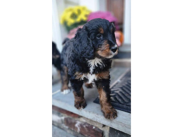 4 Standard Bernedoodle puppies for sale - 4/4
