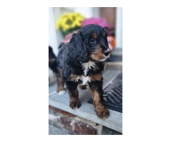 4 Standard Bernedoodle puppies for sale - 4