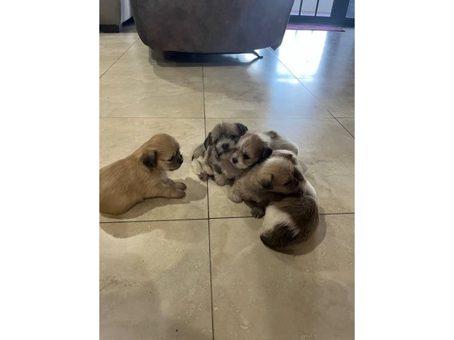 Schnau-tzu toy breed puppies for sale - 2/13