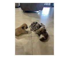 Schnau-tzu toy breed puppies for sale - 2