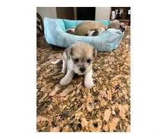 Schnau-tzu toy breed puppies for sale - 4