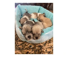 Schnau-tzu toy breed puppies for sale - 8