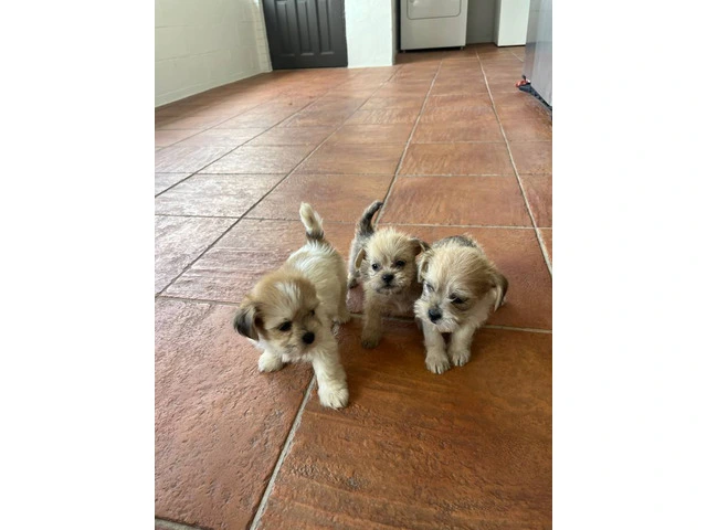 Schnau-tzu toy breed puppies for sale - 13/13