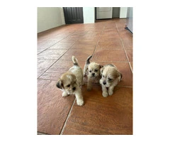 Schnau-tzu toy breed puppies for sale - 13