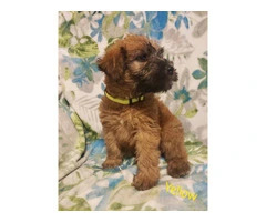 AKC Soft Coated Wheaten Terrier Puppies - 1