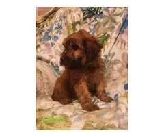 AKC Soft Coated Wheaten Terrier Puppies - 3