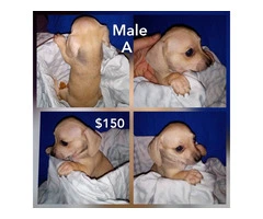 2 male dachshund puppies cheap - 2