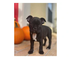 3 male Frenchton puppies for sale