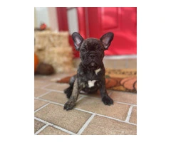 3 male Frenchton puppies for sale - 2