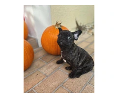 3 male Frenchton puppies for sale - 3