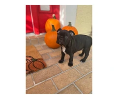 3 male Frenchton puppies for sale - 4