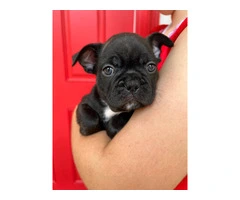 3 male Frenchton puppies for sale - 7