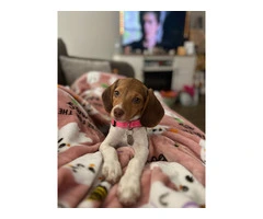 Beagle fur baby