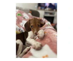 Beagle fur baby - 2