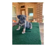 2 ABKC American Bully Boy Puppies for Sale