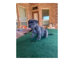 2 ABKC American Bully Boy Puppies for Sale - 2