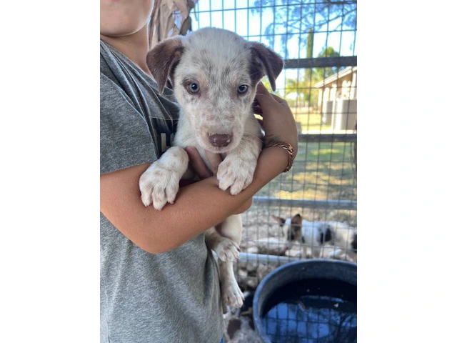 5 blue heeler puppies for adoption - 1/8
