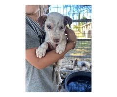 5 blue heeler puppies for adoption