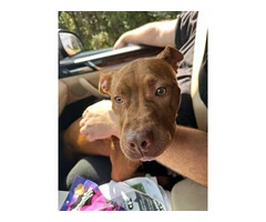 Red nose pit bull puppy not FREE