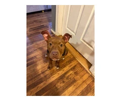Red nose pit bull puppy not FREE - 3