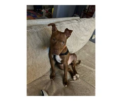 Red nose pit bull puppy not FREE - 4