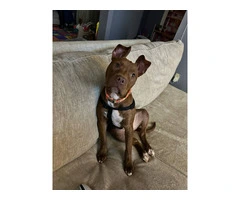 Red nose pit bull puppy not FREE - 5