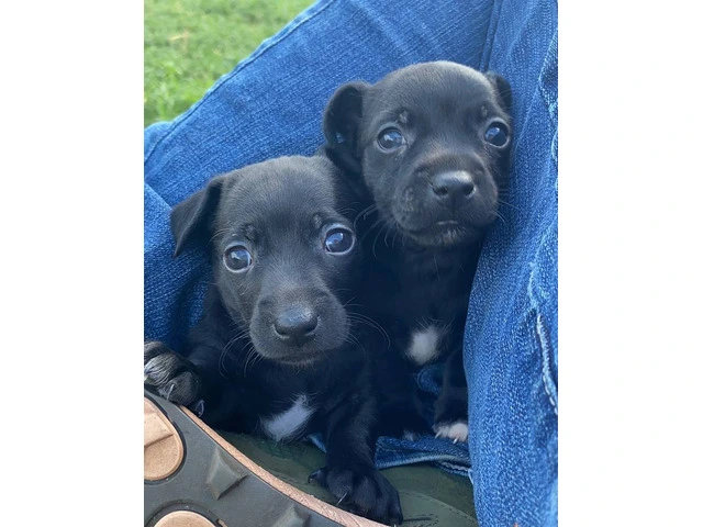 2 male Teddy Roosevelt Terrier puppies - 1/6