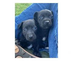 2 male Teddy Roosevelt Terrier puppies - 1