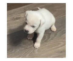 3 male white lab puppies - 2