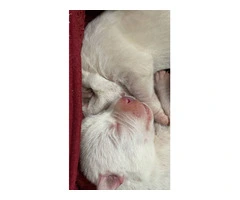 3 male white lab puppies - 8