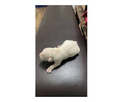 3 male white lab puppies - 11