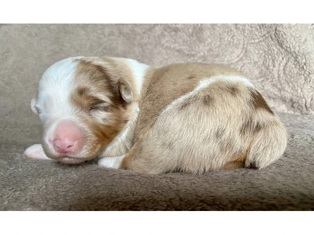 ASDR registered Miniature Aussie puppies for sale - 1/7