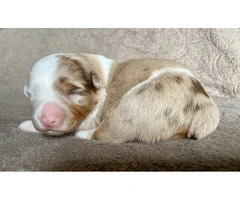 ASDR registered Miniature Aussie puppies for sale