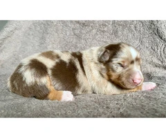 ASDR registered Miniature Aussie puppies for sale - 3