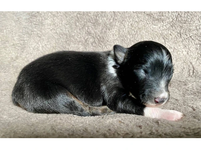 ASDR registered Miniature Aussie puppies for sale - 4/7
